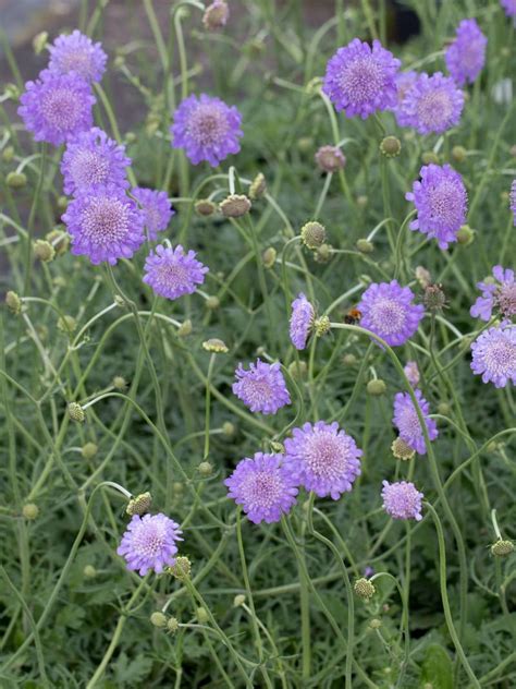 Stauden Stade Versand Shop Scabiosa Columbaria Butterfly Blue Tauben