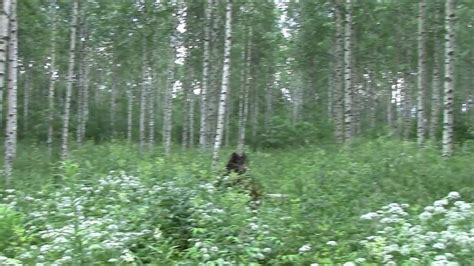 Forest Synth Ambient Music Youtube
