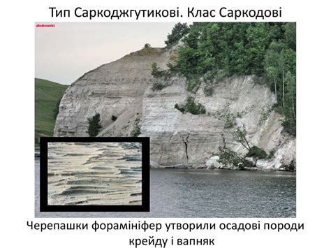 Різноманітність і значення найпростіших - online presentation