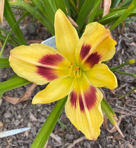 Shady Lady Daylily Hemerocallis New Hope Daylilies