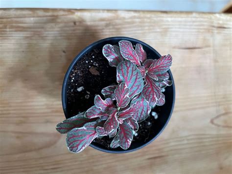 Rare Fittonia Grey Sensation (Gebraucht) in Zurich für CHF 7 – mit ...