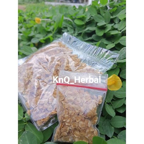 Jual Benih Biji Terong Pari Isi 250 Biji Terong Duri Hutan Siap Tanam