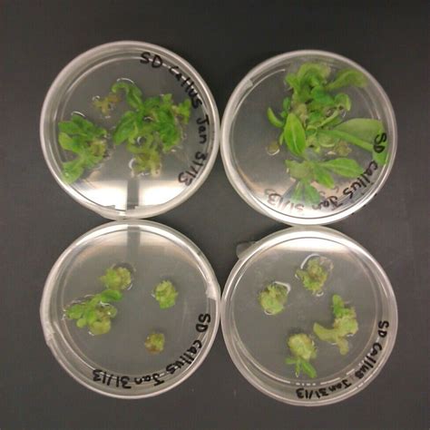 Plant tissue culture process stages with cells growth steps outline ...