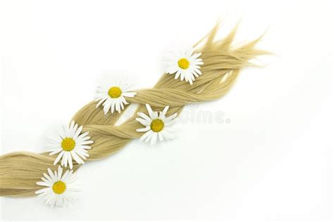 Blond Natural Hair With Chamomile Flower On White Background Piece Of Blonde Hair On White