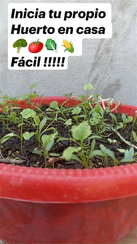 Inicia Tu Propio Huerto En Casa 🥦🍅🥬🌽 Fácil Huerto En Casa Huerto Huerto Casero