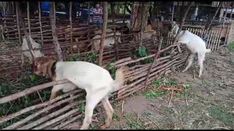 Penjual Hewan Kurban Mulai Bermunculan Di Ogan Ilir Ekor Kambing