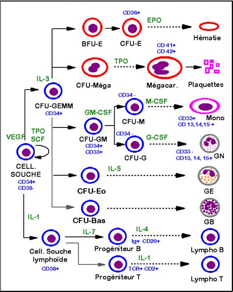 Biologie Cellulaire Différenciation Cellulaire