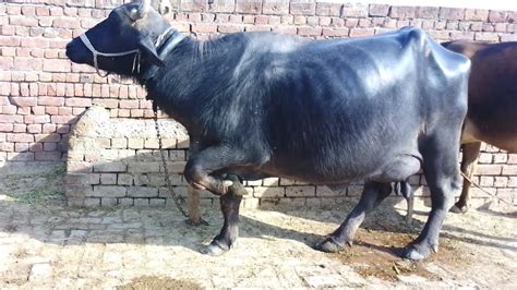 Gay Or Bhains Ki Masti Youtube