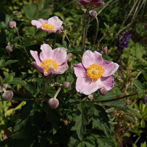 Anemone Hupehensis Ouvert Re Find Haveplanter