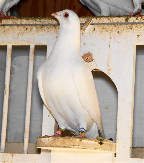 Birds Pigeons Pakistan White Racing Pigeon