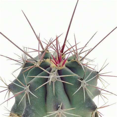 Ferocactus Emoryi Violet Cm Cactaceae Giromagi Vendita Piante