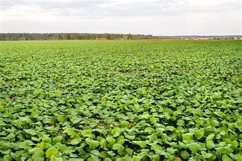 Trophy Winter Rape Seed