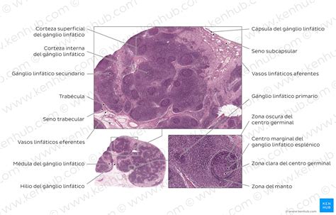 novedad Será pista vasos linfaticos histologia tímido medianoche el