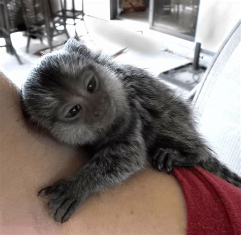 Squirrel Monkey Animals For Sale Washington Dc 297159