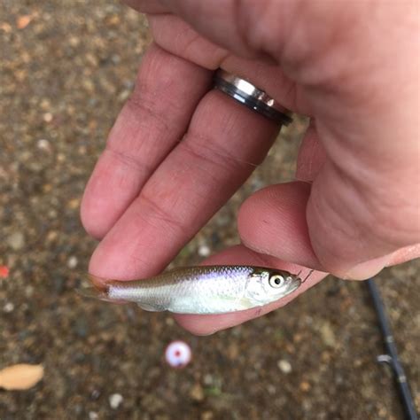 Arkansas River Shiner Notropis Girardi · Inaturalist