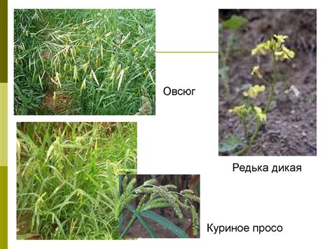 Сорные растения - online presentation