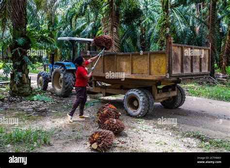 Tenom Sabah Malaysia Manually Loading Of Fresh Fruit Bunches Ffb