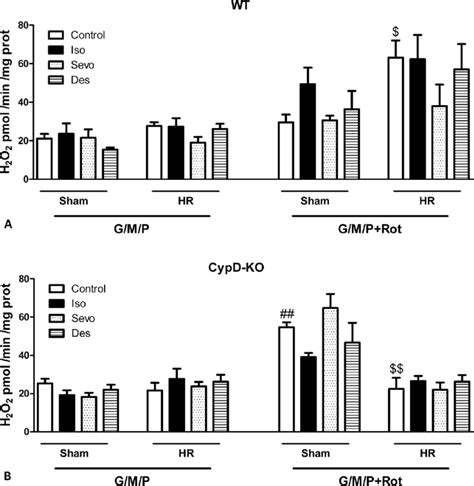 Mitochondrial H 2 O 2 Production After Complex I Stimulation H 2 O 2