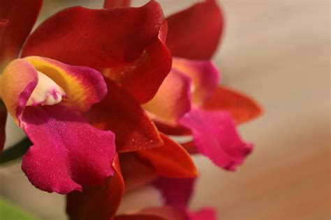 Orquídea vermelha dicas para cuidar da beleza exótica em casa