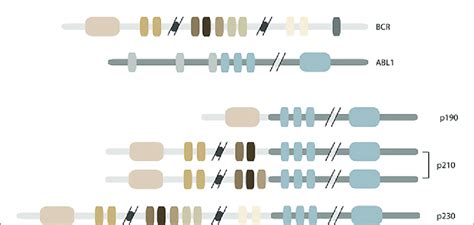 Depiction Of Bcr Abl1 Transcripts Found In Cml Patients The Download Scientific Diagram