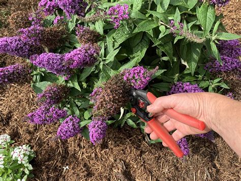 How To Deadhead Butterfly Bushes My Heart Lives Here