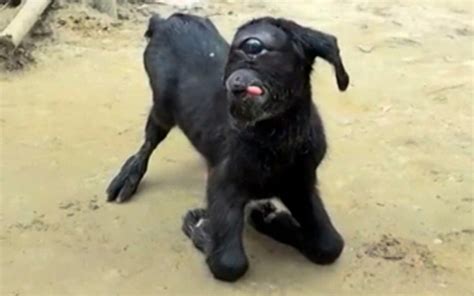 Lincroyable Chèvre Cyclope Qui Défie La Nature En Inde Vidéo