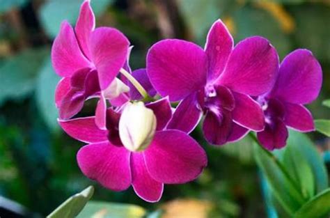 Moon orchid , rare flower of indonesia | Anggrek, Bunga langka, Bunga ...