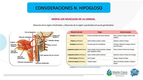 Solution Xii Par Craneal Hipogloso Final Studypool