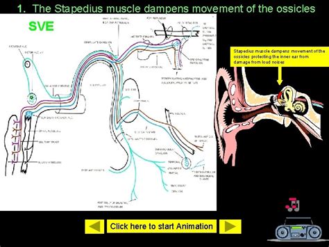 The Facial Nerve Functional Components And Anatomy Brief