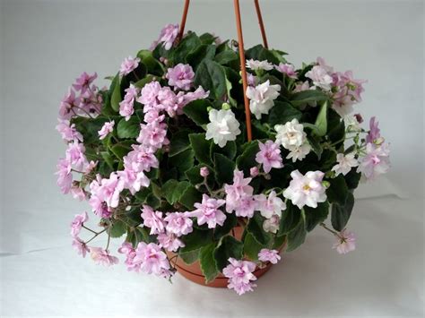 Outstanding African Violet Hanging Basket Grey Cone Baskets