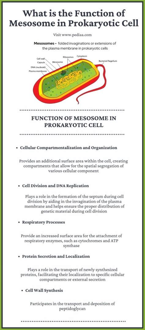 What is the Function of Mesosome in Prokaryotic Cell - Pediaa.Com