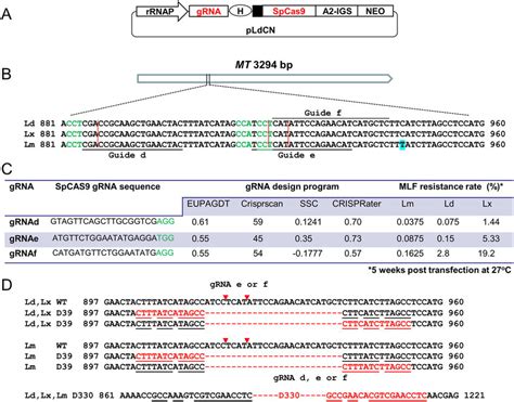 Gene Targeting Efficiency Of Spcas Grna Constructs In L Donovani