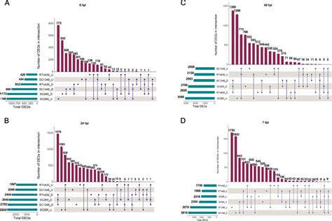 Upset Intersection Plots Of The Total Number Of Differentially