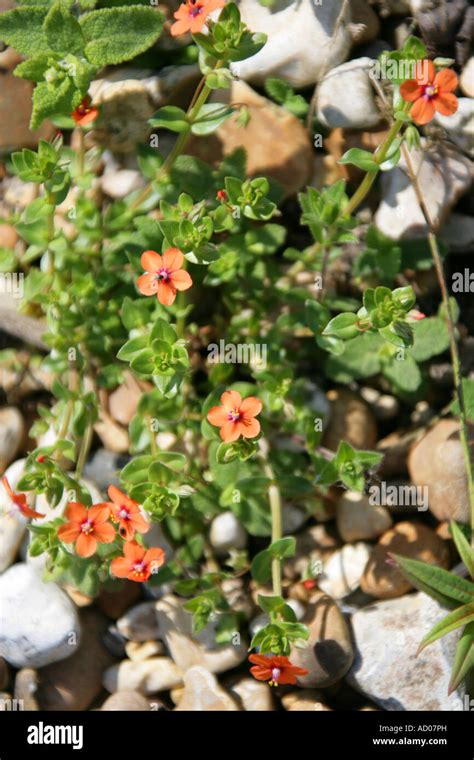 Scarlet Pimpernel Anagallis Arvensis Primulaceae Stock Photo Alamy