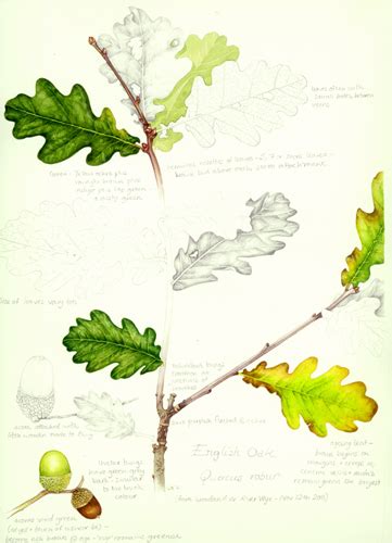 Oak Sketch Book Botanical Illustration By Lizzie Harper Lizzie Harper