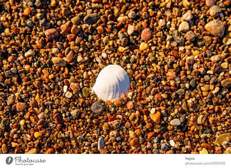 Kiesel Am Strand Mit Muschel Ein Lizenzfreies Stock Foto Von Photocase