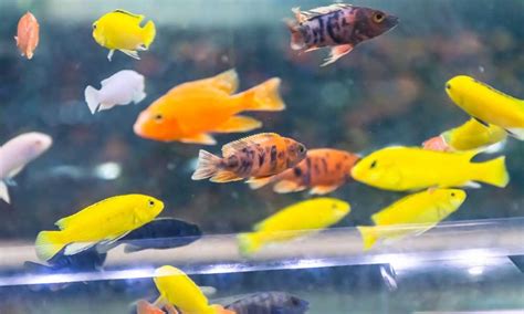 How To Get Rid Of Bacterial Bloom In Aquarium Causes And Preventions