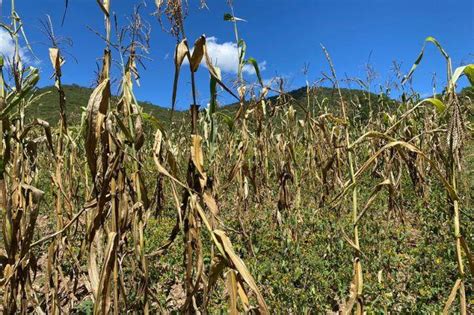 Productores De La Mixteca Piden Apoyo Por Daños A Cultivos De Sorgo Y