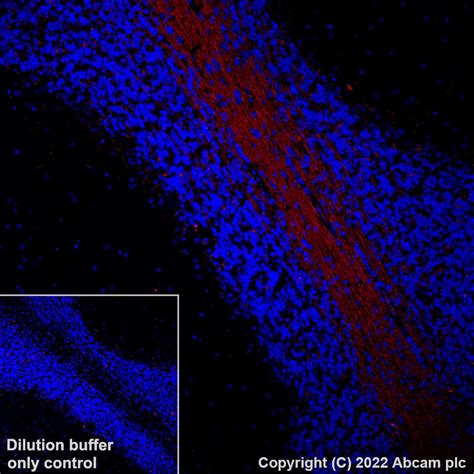 Recombinant Alexa Fluor Anti Myelin Oligodendrocyte Glycoprotein