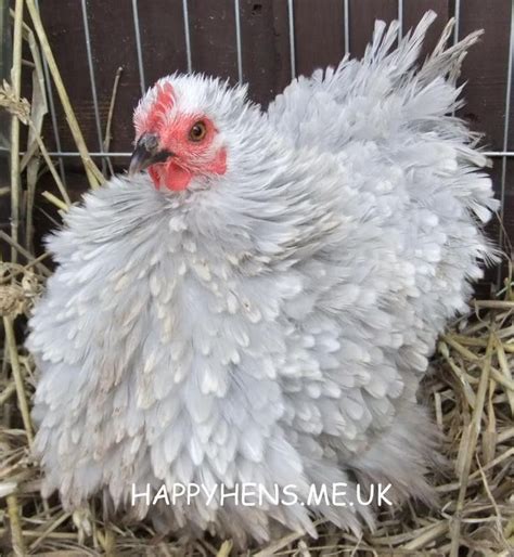 Lavender Mottled Frizzle Pekin Bantam Chickens For Sale Beautiful