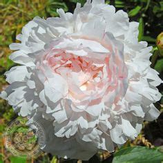 Aps Gold Medal Winners Peony Of The Year Ideas American Peonies