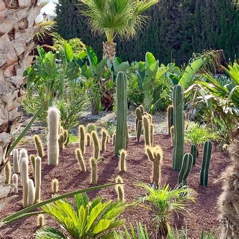 Cactus Island Among Palm Treesplanted 4 Months Agothe Morning