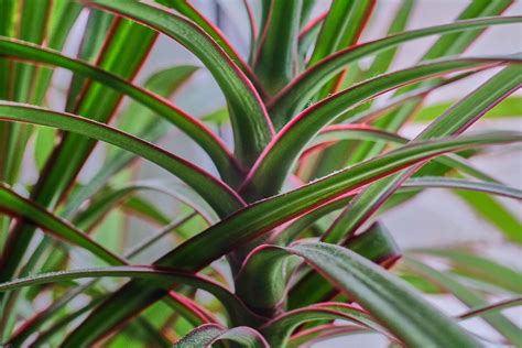 Spikes Dracaena Petitti Garden Centers