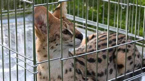 Un serval en liberté a été capturé en pleine rue dans le Territoire de