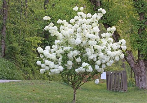 https://flic.kr/p/85zZC1 | Snowball Bush | A snowball bush in full ...