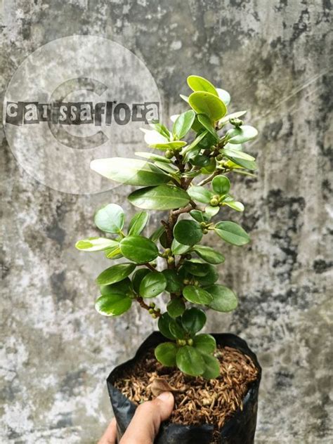 Tanaman Hias Pohon Beringin Korea Asli Siap Bonsai Lazada Indonesia