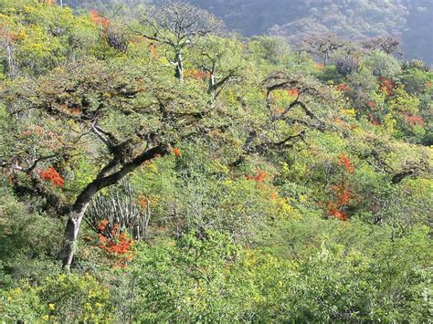 An Area With Many Trees And Flowers On The Side Of A Hill In Front Of