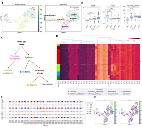 Mouse Embryo Single Cell Gene Expression And Methylation Multiomics