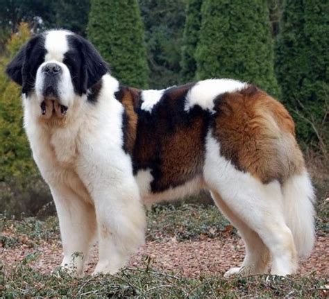 Top 10 Biggest Dog Breeds in the World - Inside Dogs World