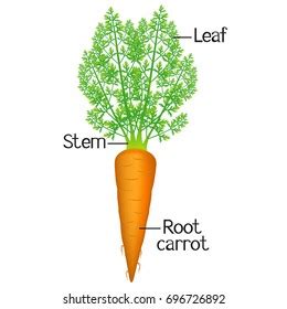 Vector Diagram Showing Parts Carrot Whole Stok Vektör Telifsiz